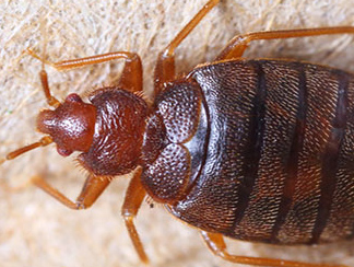 Bed Bugs